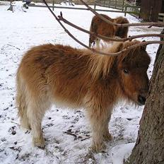 Shetlænder Stjernens MiniChristopher