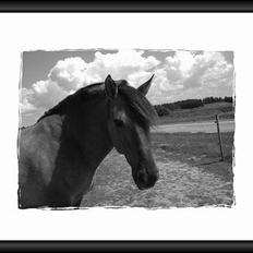 Anden særlig race Hannibal Aflivet 13/6 06