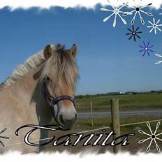 Fjordhest Lykkesmindes Tanita