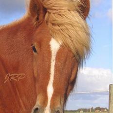 Islænder Vægir Fra Lønne