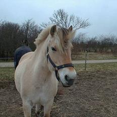 Fjordhest Lykkesmindes Tanita