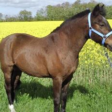 New Forest Red knigth