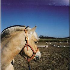 Fjordhest MUNKHAVENS CILLA