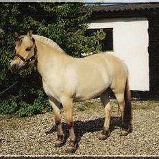 Fjordhest MUNKHAVENS CILLA