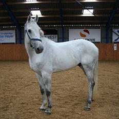 Hannoveraner Shadowfax