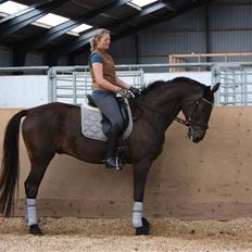 Trakehner FM´s Winnietou *Solgt*