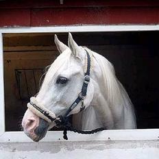 Shagya Araber (SH) Mistral (Mulle) <3 afgået ved døden :'(