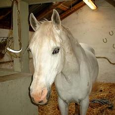 Shagya Araber (SH) Mistral (Mulle) <3 afgået ved døden :'(