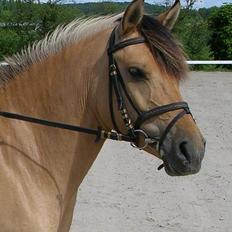 Anden særlig race Stella Elsk' dig <solgt>