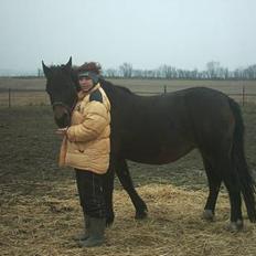 Anden særlig race Musse