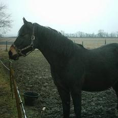 Anden særlig race Musse