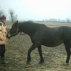 Anden særlig race Musse