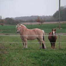 Fjordhest Lotte *død*