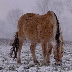 Fjordhest Lotte *død*