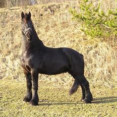 Frieser Sander van stal matjeskol