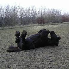 Frieser Sander van stal matjeskol