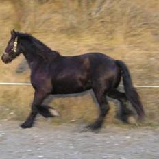 Frieser Sander van stal matjeskol