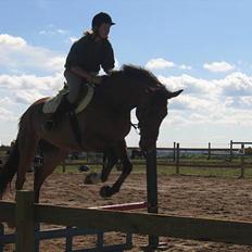 Dansk Varmblod silas