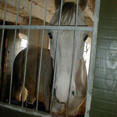 Anden særlig race Janus