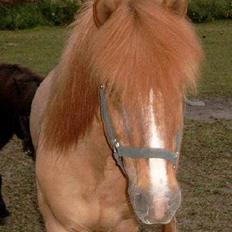 Islænder Snarfari fra Bakkelygård 