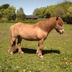 Islænder Snarfari fra Bakkelygård 