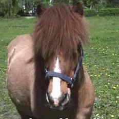 Islænder Snarfari fra Bakkelygård 