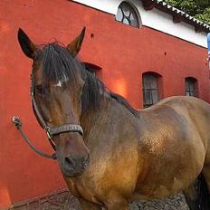 Oldenborg Julie -Julle