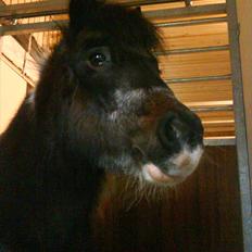 Pinto Mille Charfilo R.I.P. 