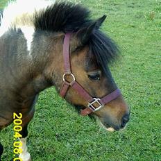 Pinto Mille Charfilo R.I.P. 