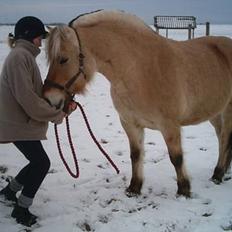 Fjordhest Emma