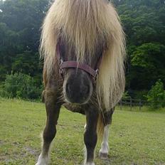 Shetlænder viktor  solgt