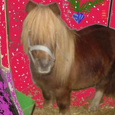 Shetlænder viktor  solgt