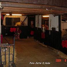 Shetlænder viktor  solgt