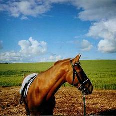 Dansk Varmblod Lazall Harkjær (pinki)