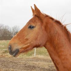 Dansk Varmblod Lazall Harkjær (pinki)