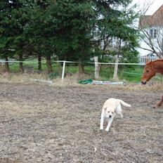 Dansk Varmblod Lazall Harkjær (pinki)