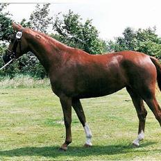 Dansk Varmblod Delacy Harkjær DH