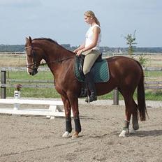 Dansk Varmblod Delacy Harkjær DH