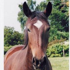 Anden særlig race Star