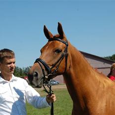 Dansk Varmblod Dakota Harkjær RDS