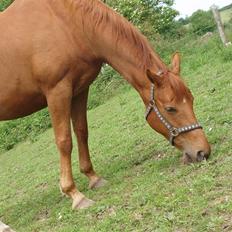 Dansk Varmblod Dakota Harkjær RDS