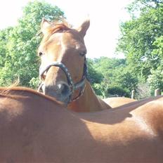 Dansk Varmblod Dakota Harkjær RDS