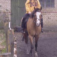 Anden særlig race samson