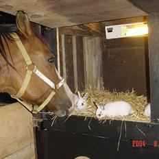 Anden særlig race samson