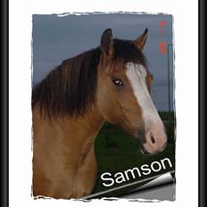 Anden særlig race samson