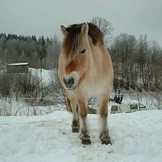 Fjordhest Urvill