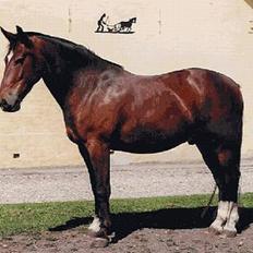 Anden særlig race Star