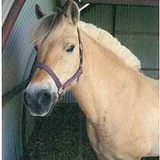 Fjordhest Lotte *død*