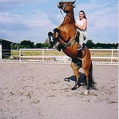 Fuldblod (XX) Dancing Heart