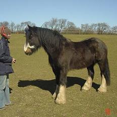 Irish Cob Troldhøjgaards Victor